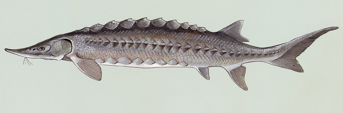 Sturgeon - Simple English Wikipedia, the free encyclopedia