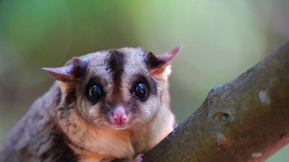 sugar gliders