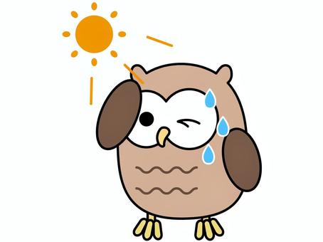 summer owl cliparts