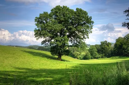 Tips For Maintaining Your Trees In The Summer