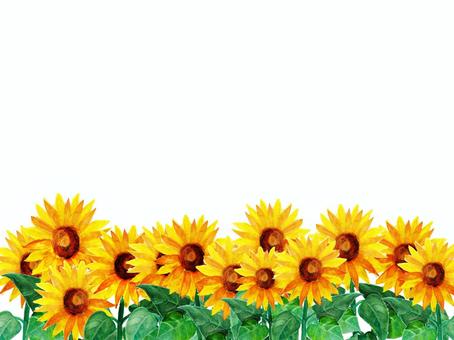 Free Vectors | Sunflower field frame