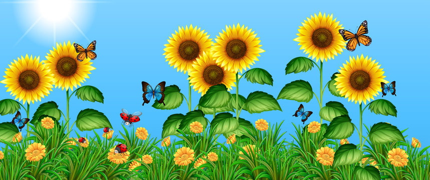 sunflower field cliparts