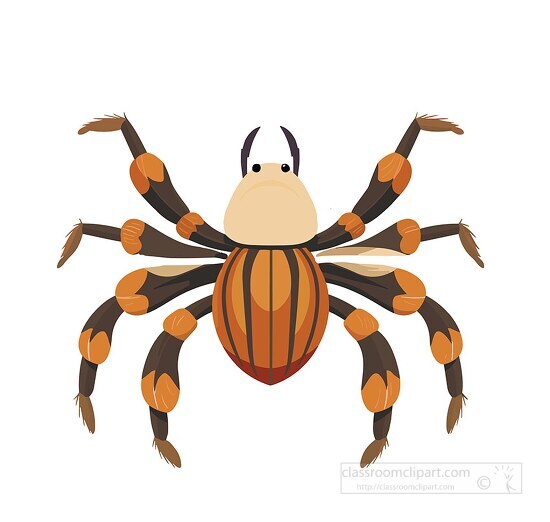 Spider Clipart-tarantula spider vector