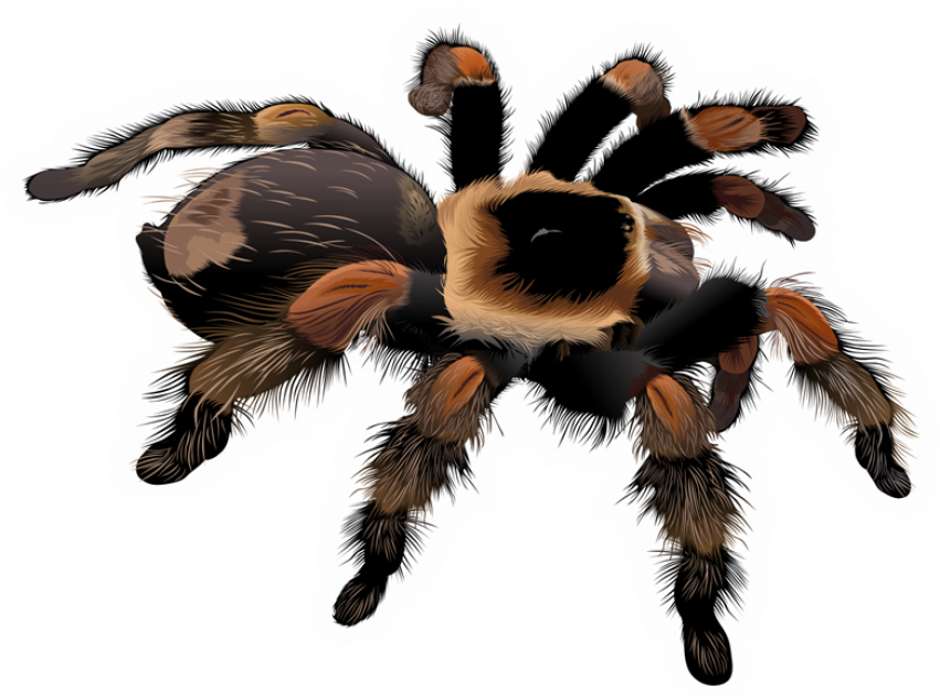 Tags - tarantula clipart image - Pngcore - Millions of light PNG ...