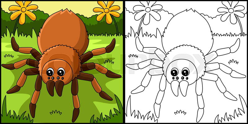 A cute and funny coloring page of a tarantula animal. Provid ...