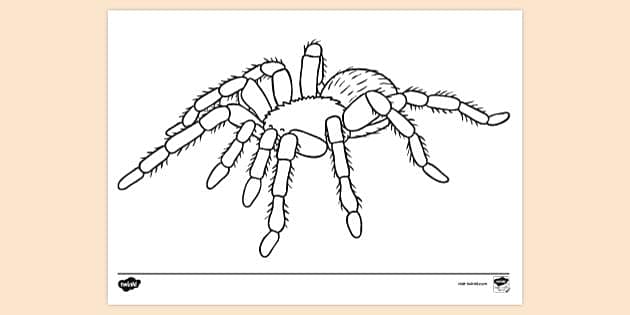 Tarantula Colouring Page | Primary Resources | Twinkl