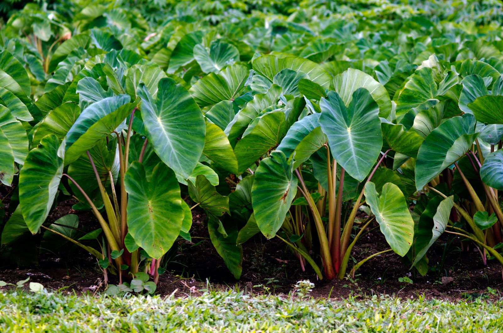 Taro | Description, Plant, Root, Edible, Poisonous, &amp; Facts ...