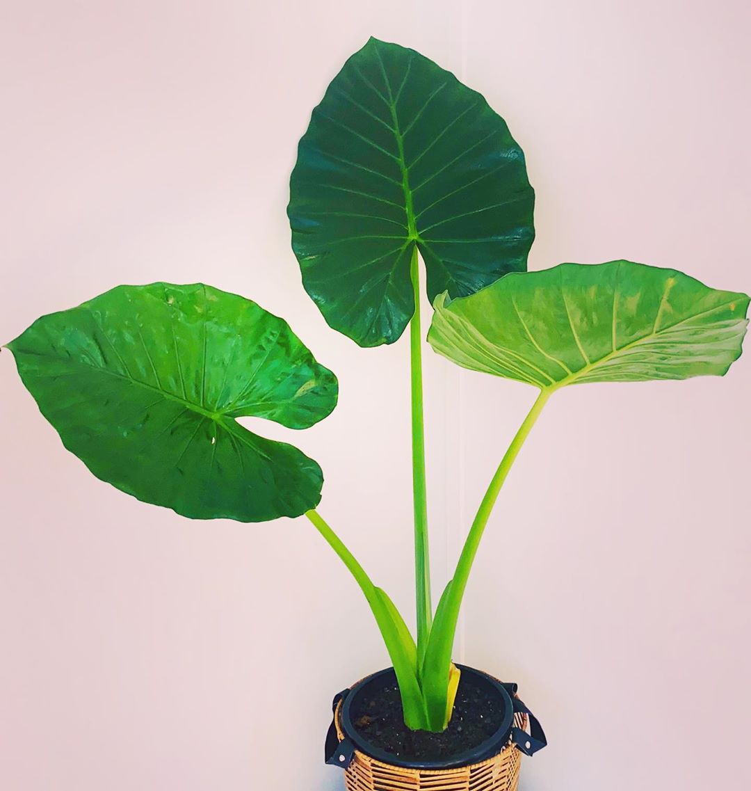Giant Taro Plant Care: Water, Light, Nutrients | Greg App ?
