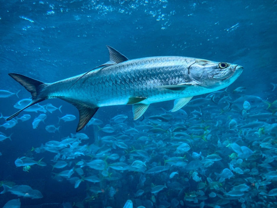 SPECIES PROFILE: Tarpon | PELAGIC Fishing Gear