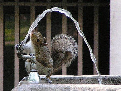 20 Very Thirsty Animals - I Can Has Cheezburger?