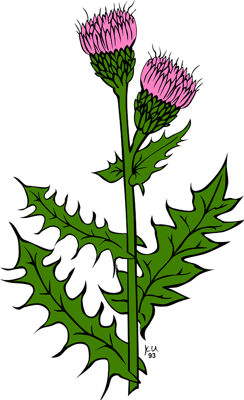 Pink Canada Thistle - Free vector clipart images on clipart library.com