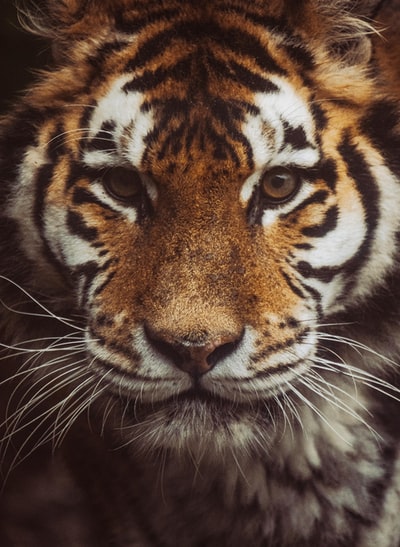 tiger face