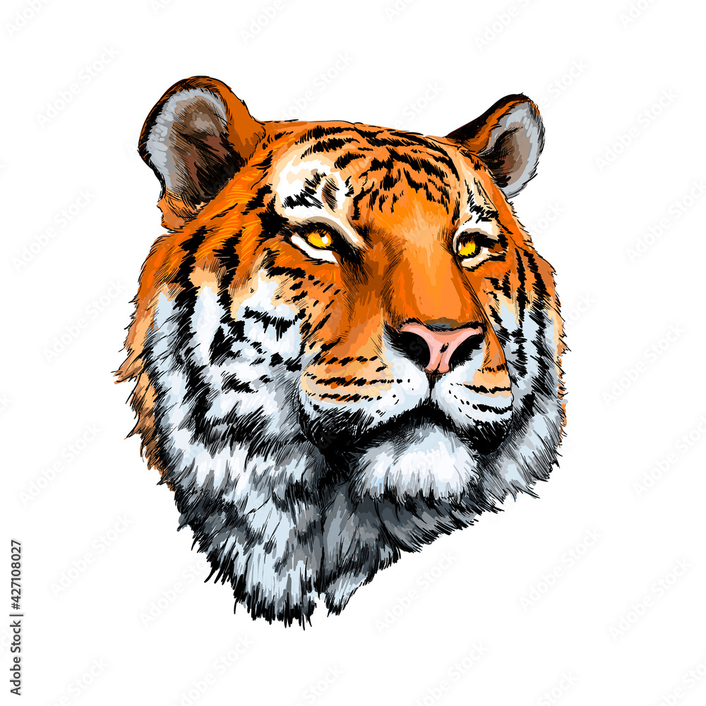 Poster, Wandbilder Tiger head portrait from a splash of watercolor, colored  drawing, realistic, 40x40 cm