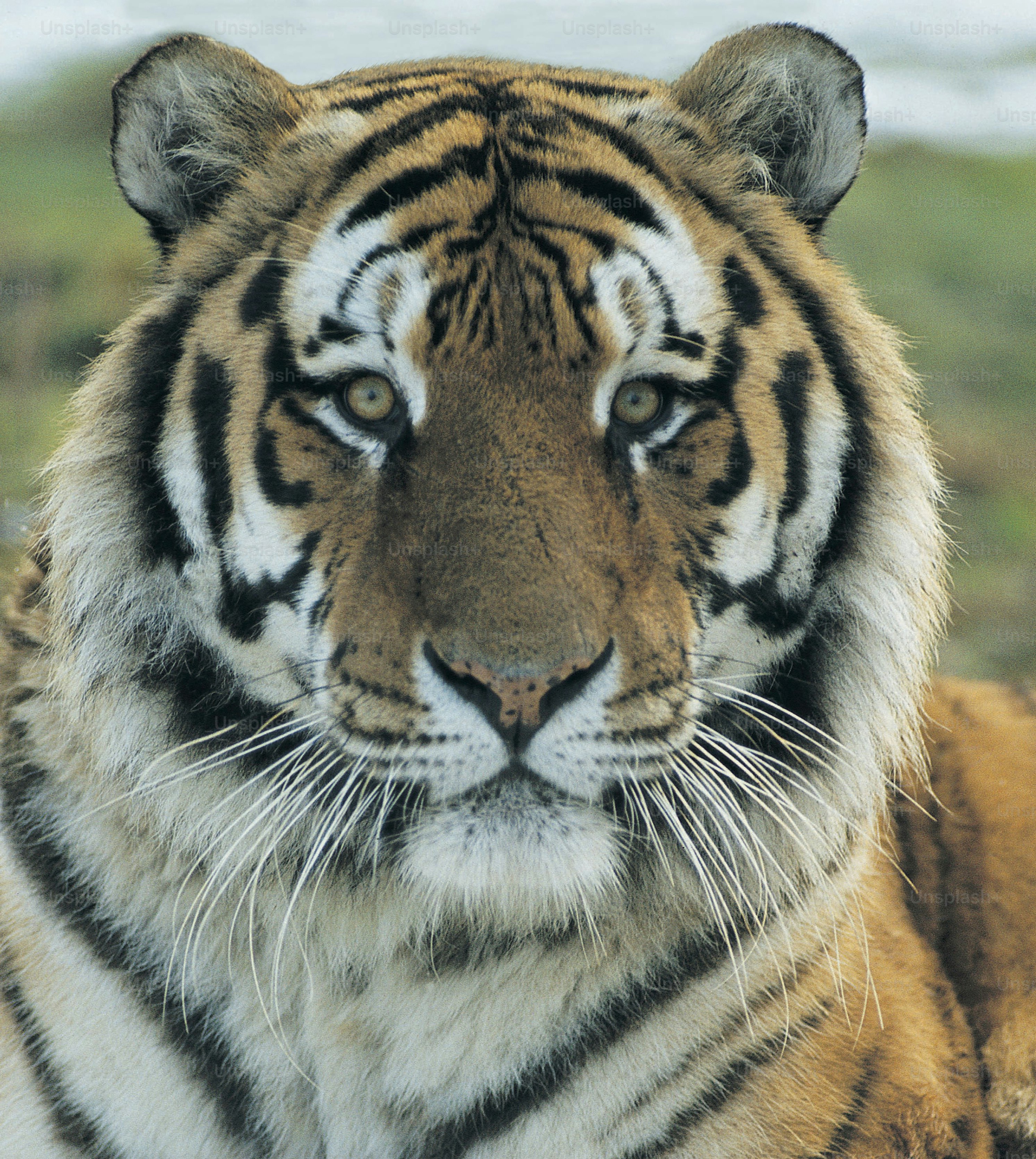 tiger heads