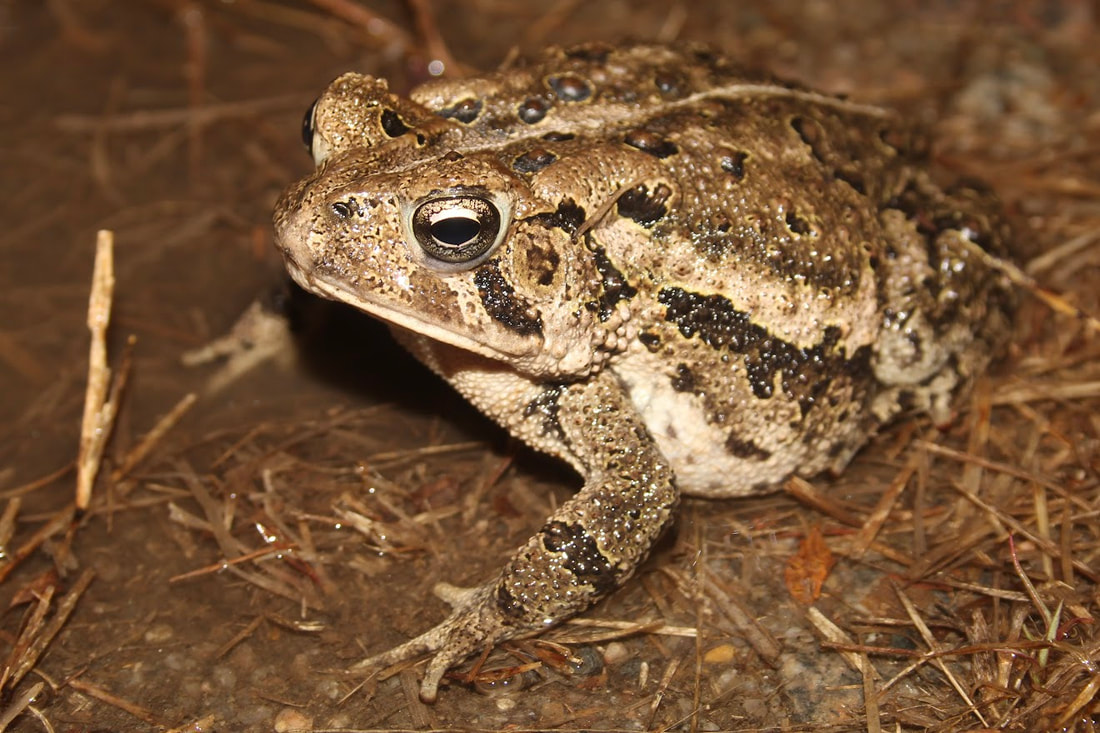What is a Toad? (for Those who are Smart Enough to Know They Dont ...
