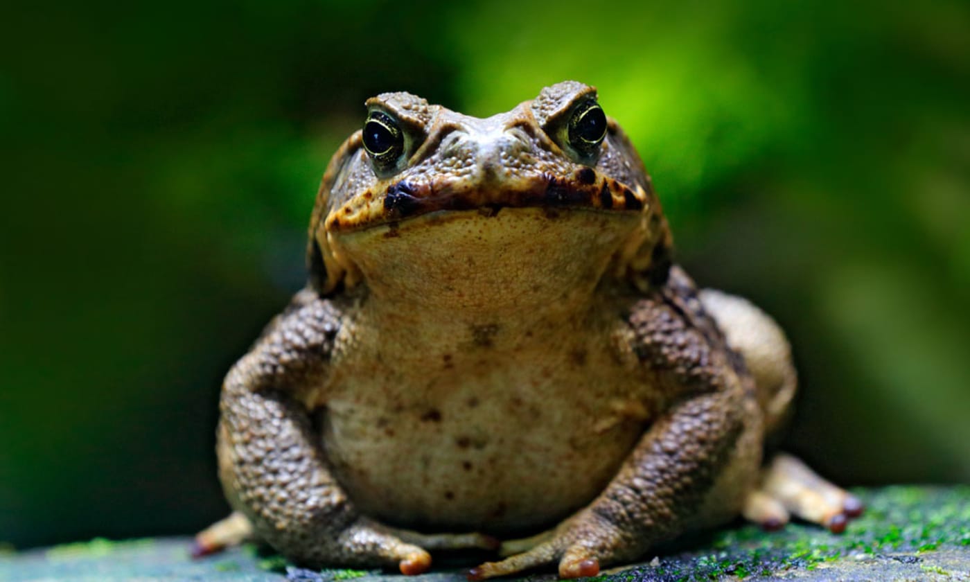 10 Facts about cane toads – WWF-Australia | 10 Facts about cane ...