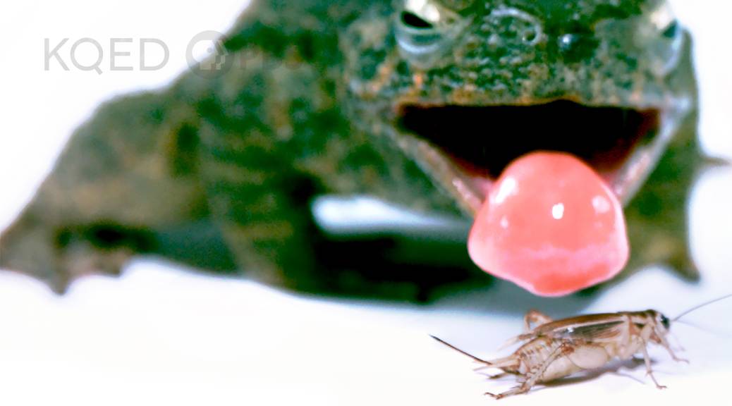 What Makes This Frogs Tongue So Fast AND Sticky? | KQED
