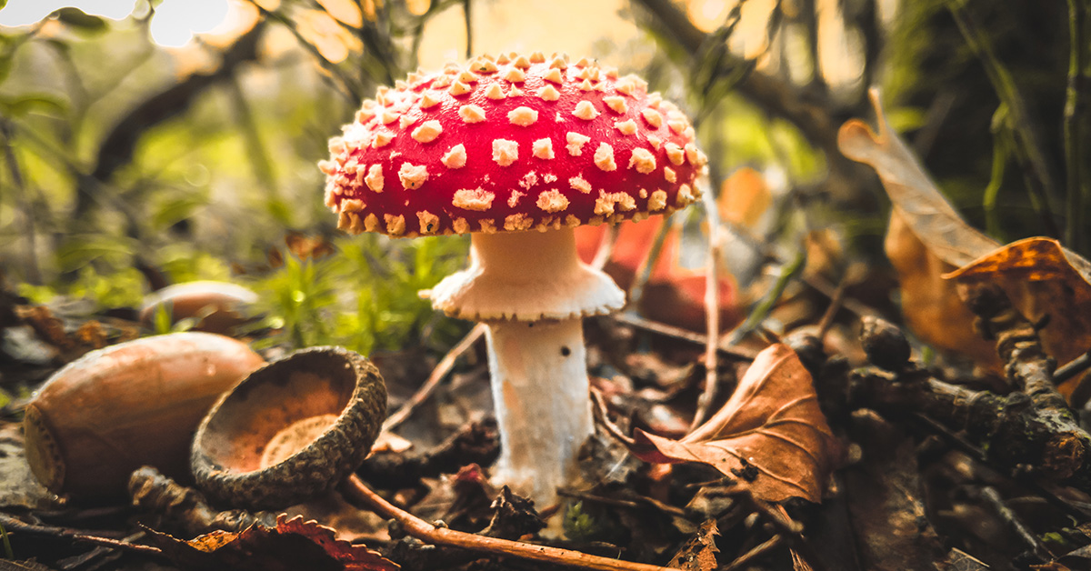 The fairytale toadstool: Amanita muscaria - Grims Dyke Hotel