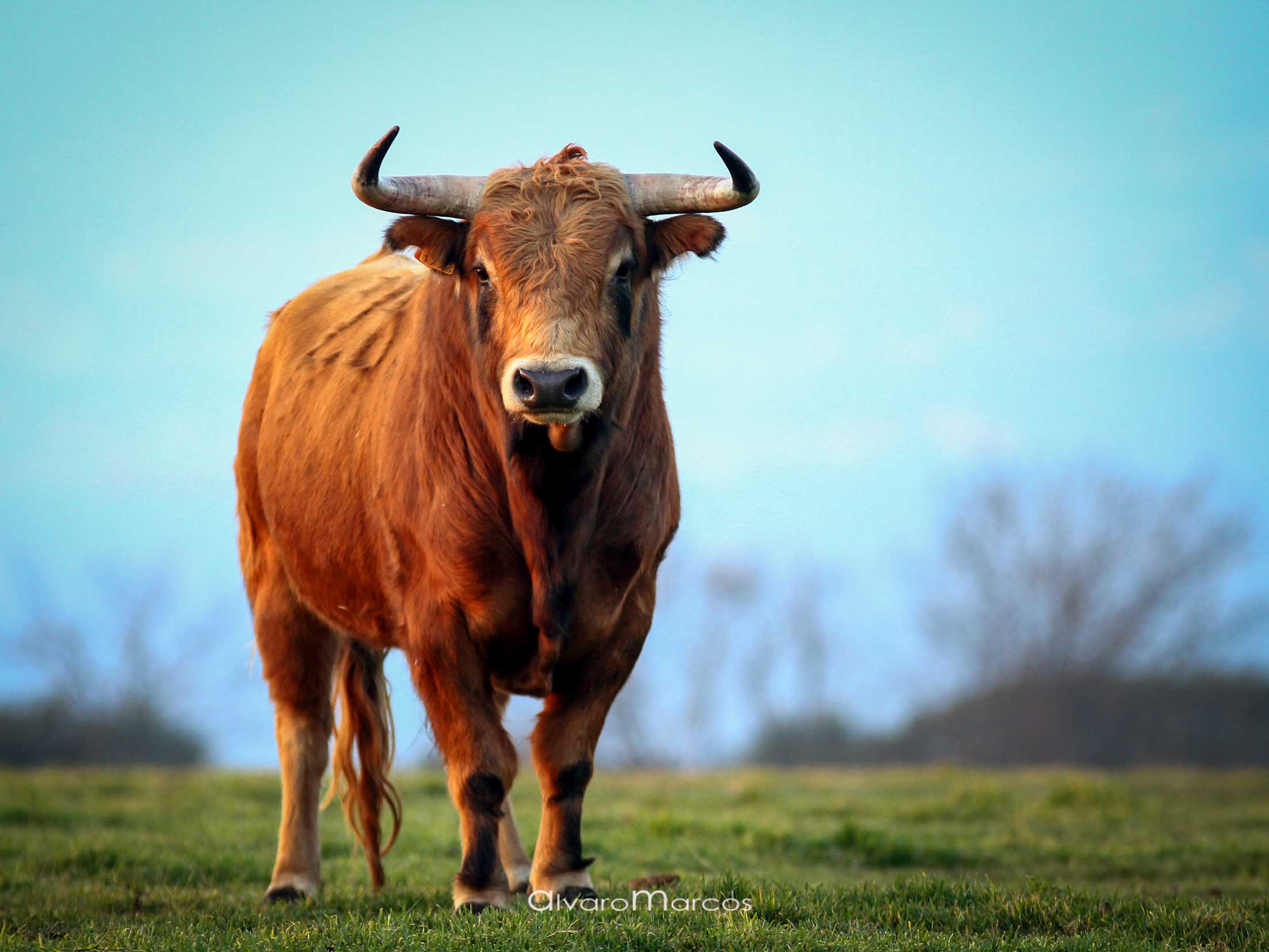 toros