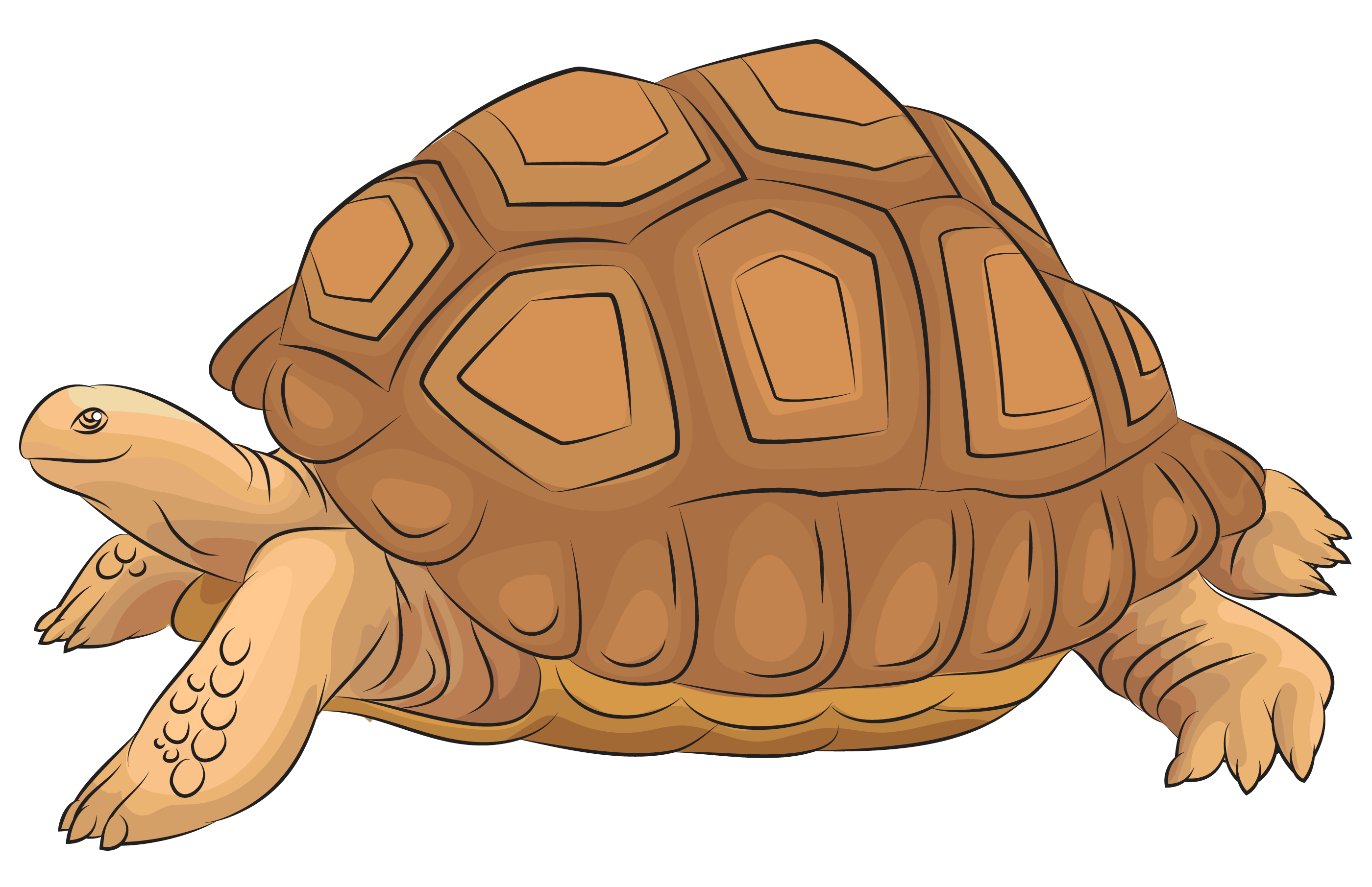 tortoise clipart