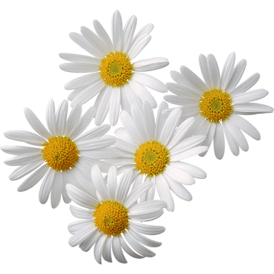 Flowers Daisy White Yellow transparent PNG - StickPNG