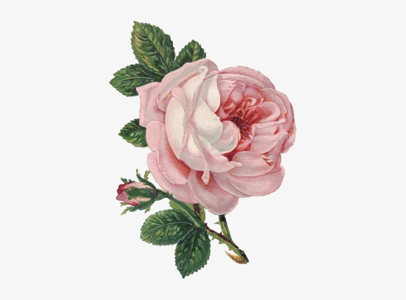 Transparent Flower For Your Tumblr - Flower Png - Free Transparent ...