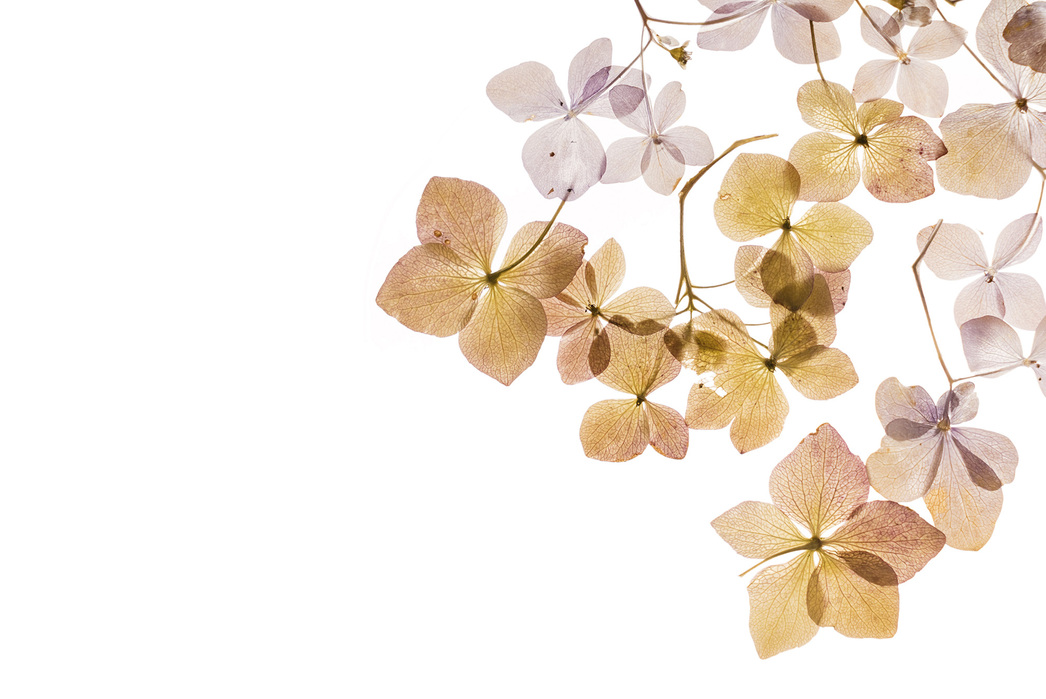 transparent flowers