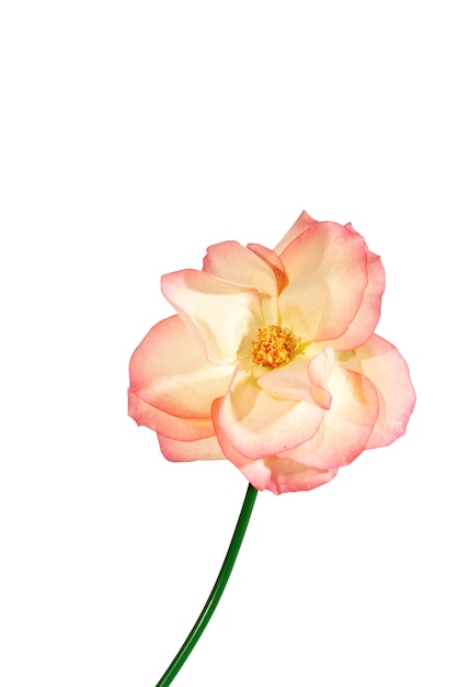transparent flowers