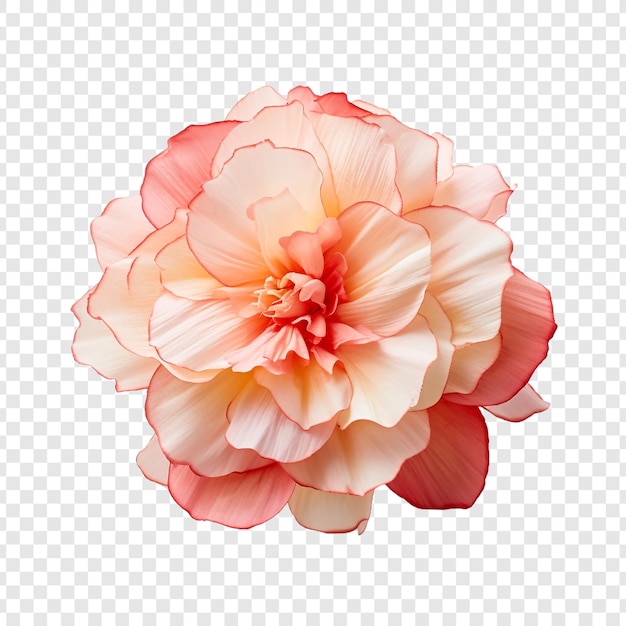 transparent flowers
