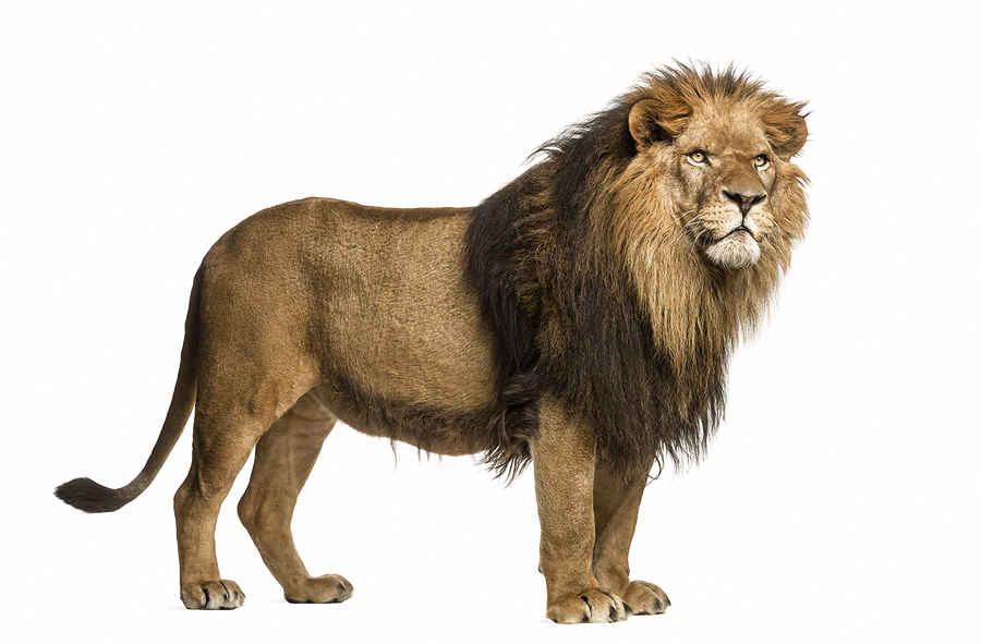 Adult lion on a transparent background. by PRUSSIAART on DeviantArt