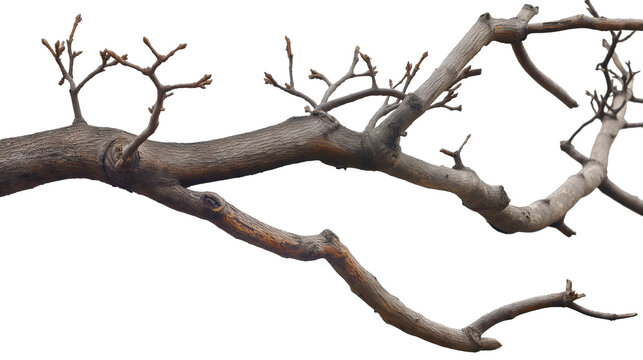 tree branch