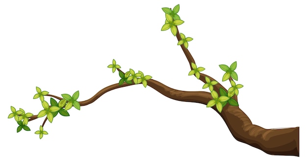 tree branch