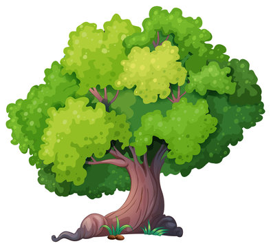 tree cartoon pictures