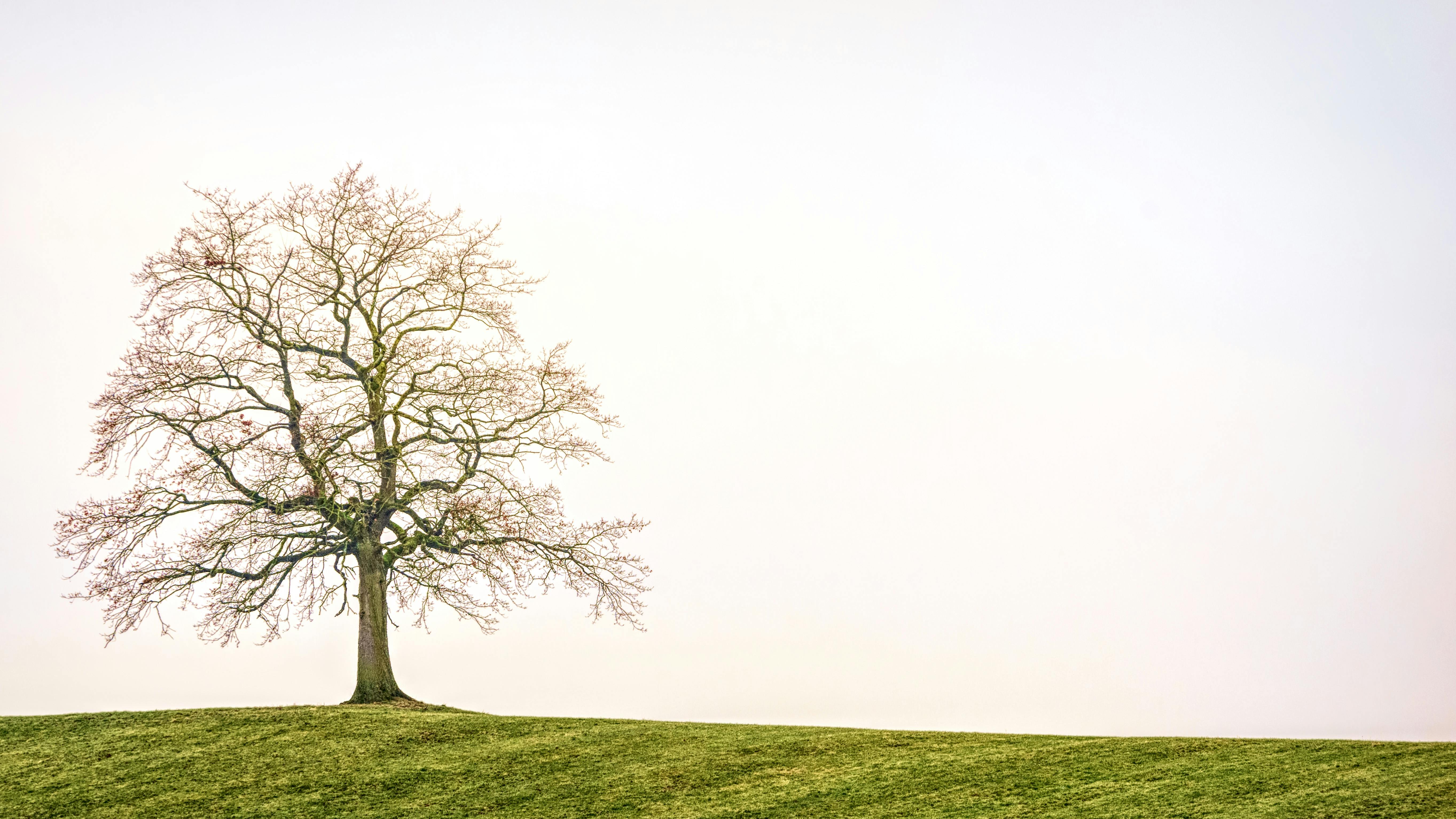 tree images free