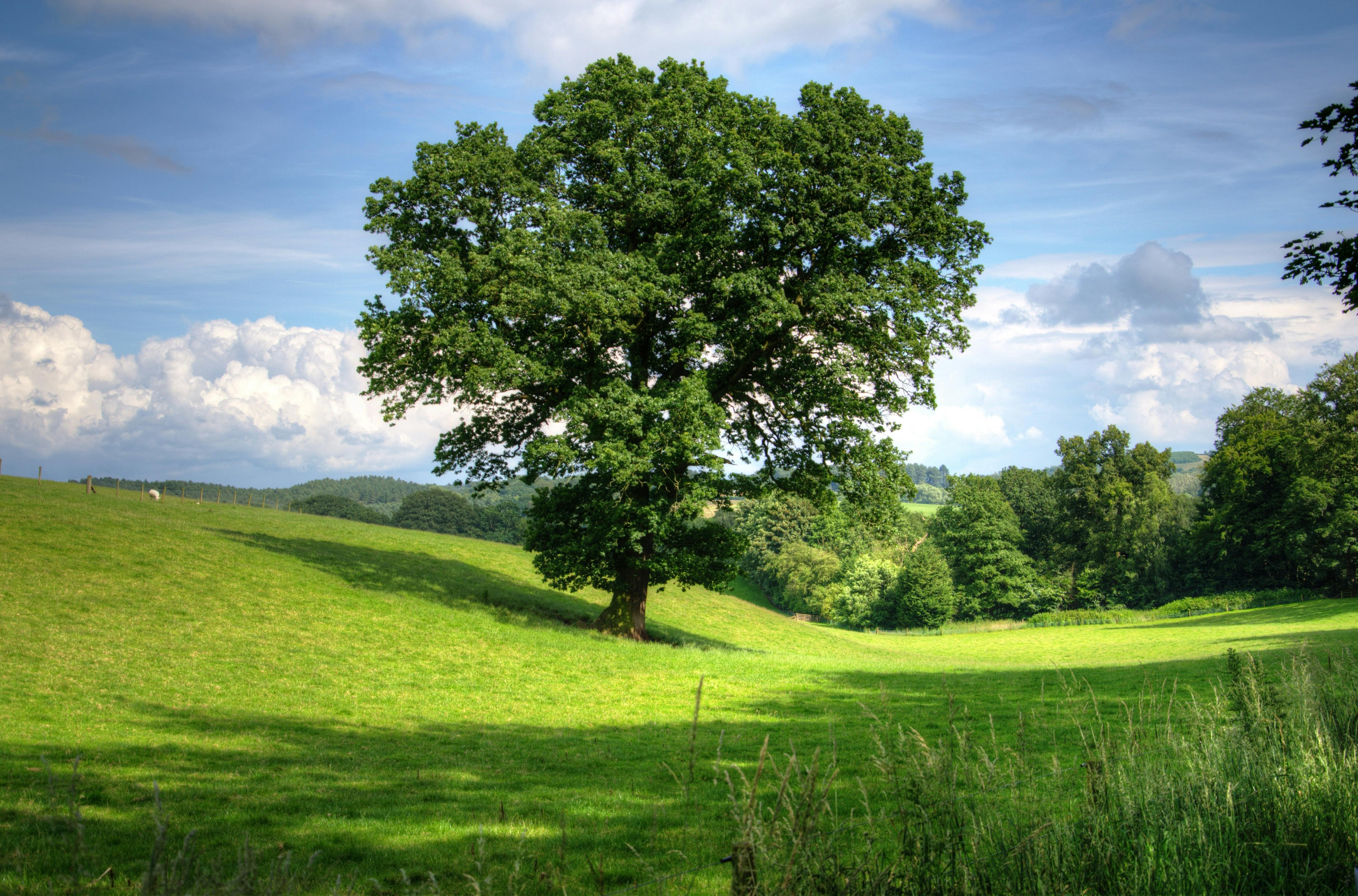 Trees Photos, Download The BEST Free Trees Stock Photos &amp; HD Images
