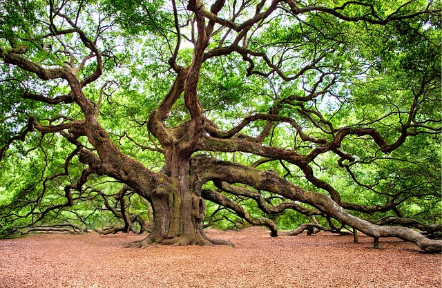 200,000+ Beautiful Tree Images &amp; Free Pictures [HD] - Pixabay