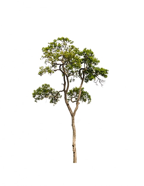 tree photos free