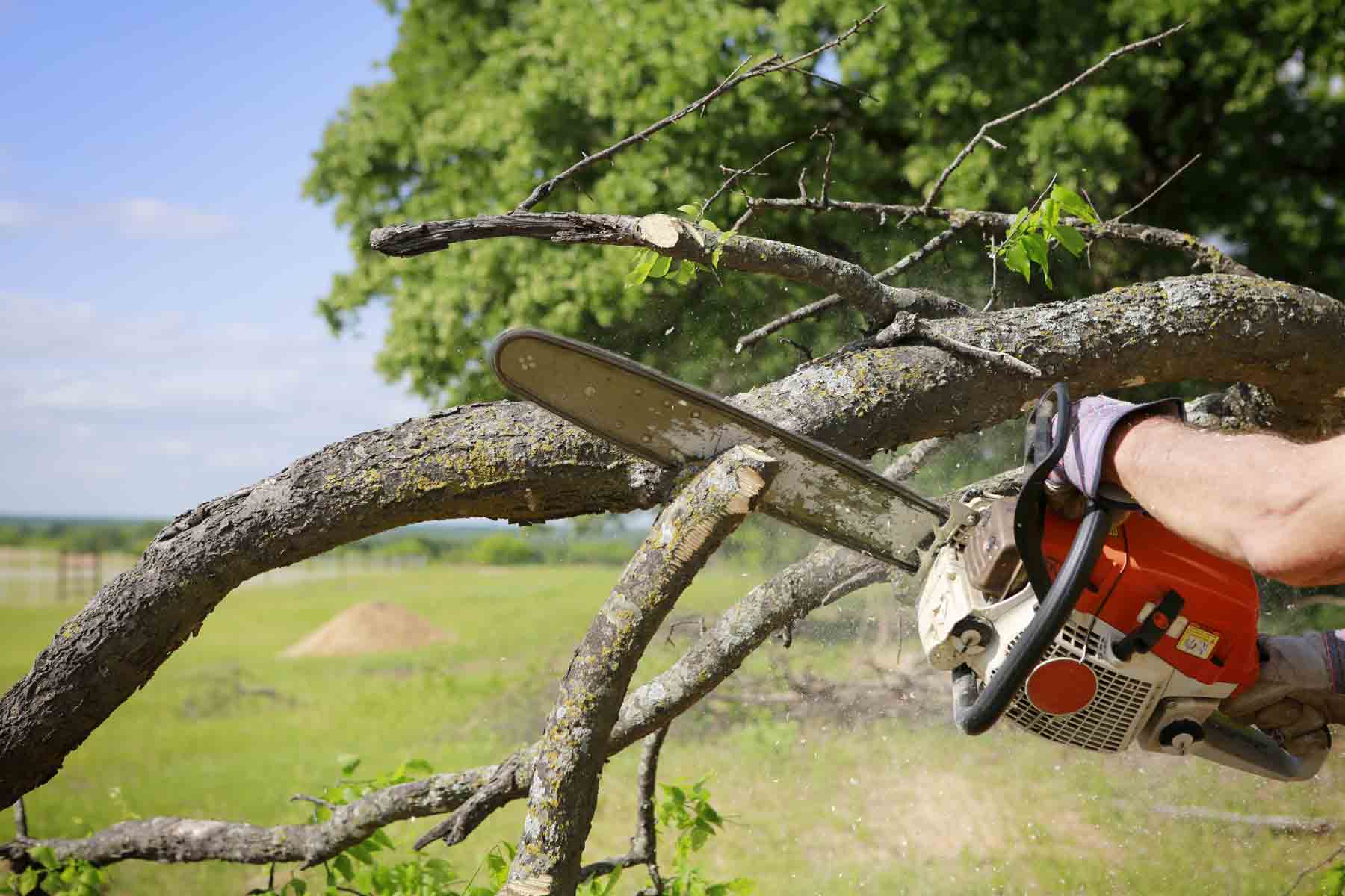 The 10 Best Tree Services Near Me (with Free Quotes)