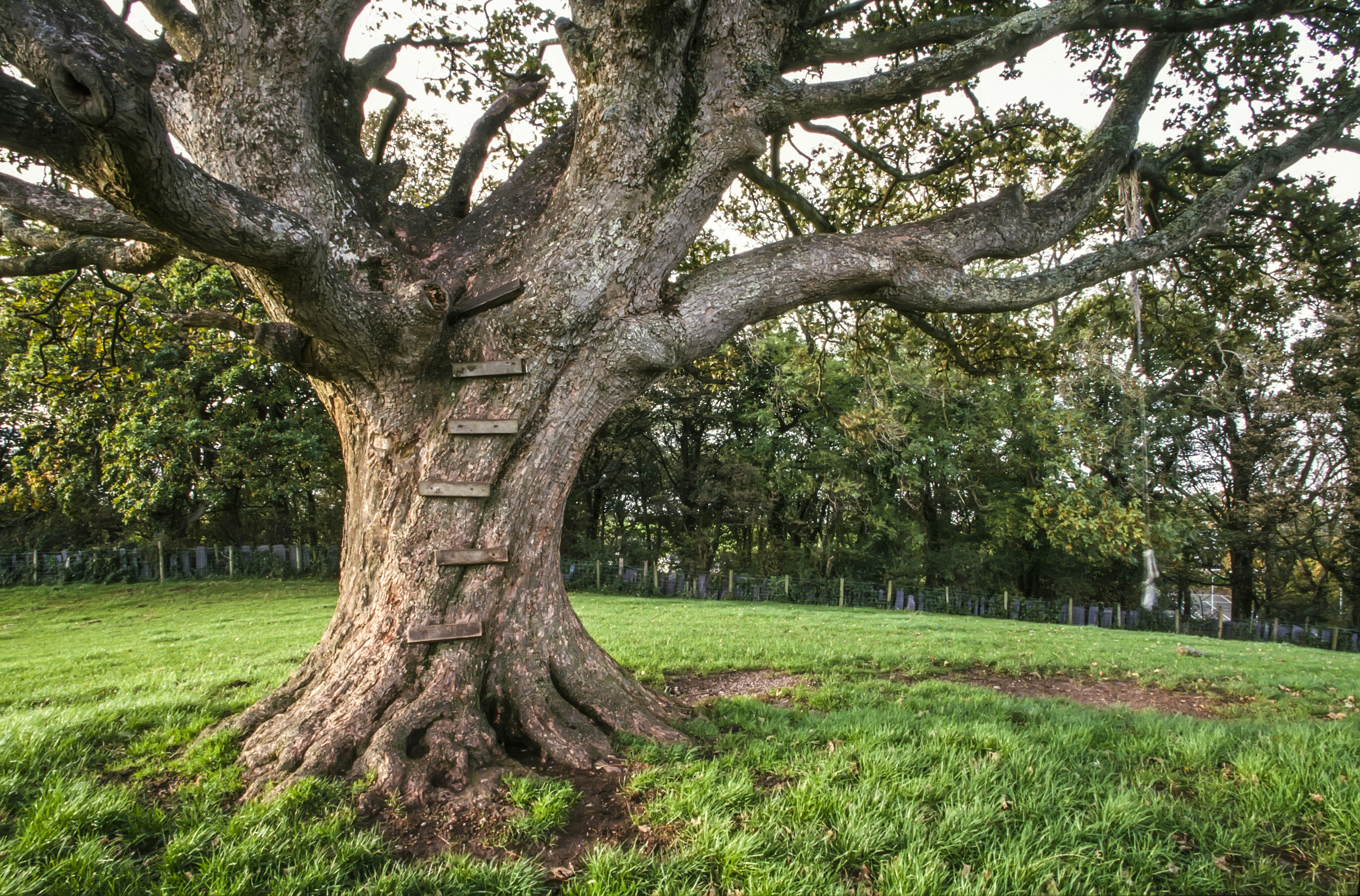 Tree Trunk Pictures | Download Free Images on Unsplash
