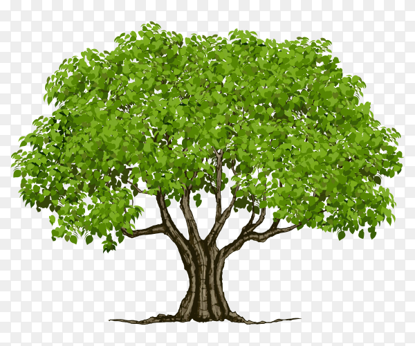 Summer green tree vector PNG - Similar PNG