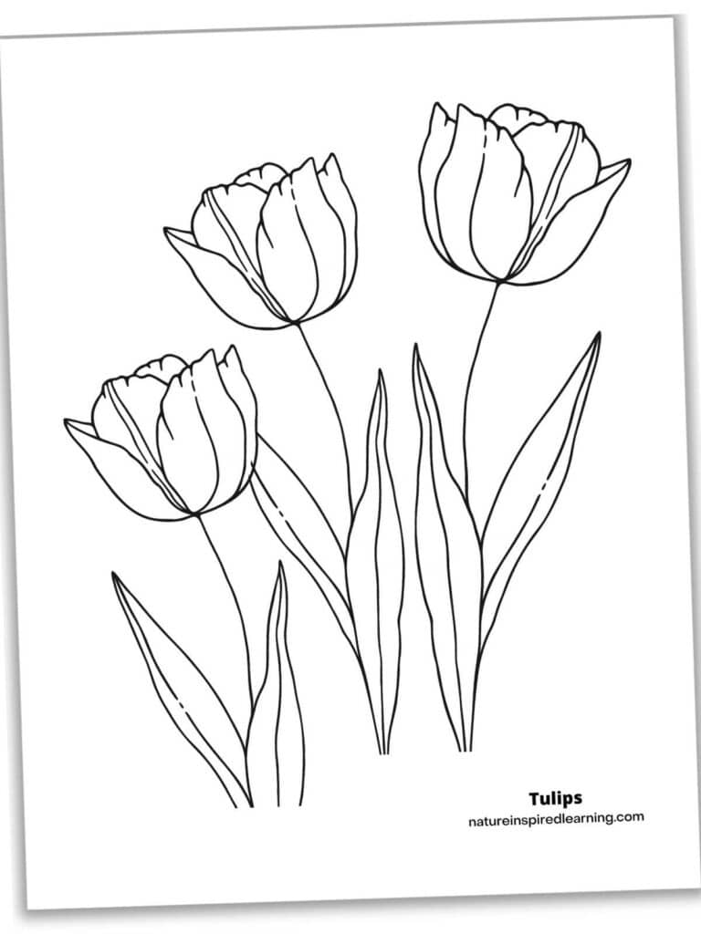tulip color page