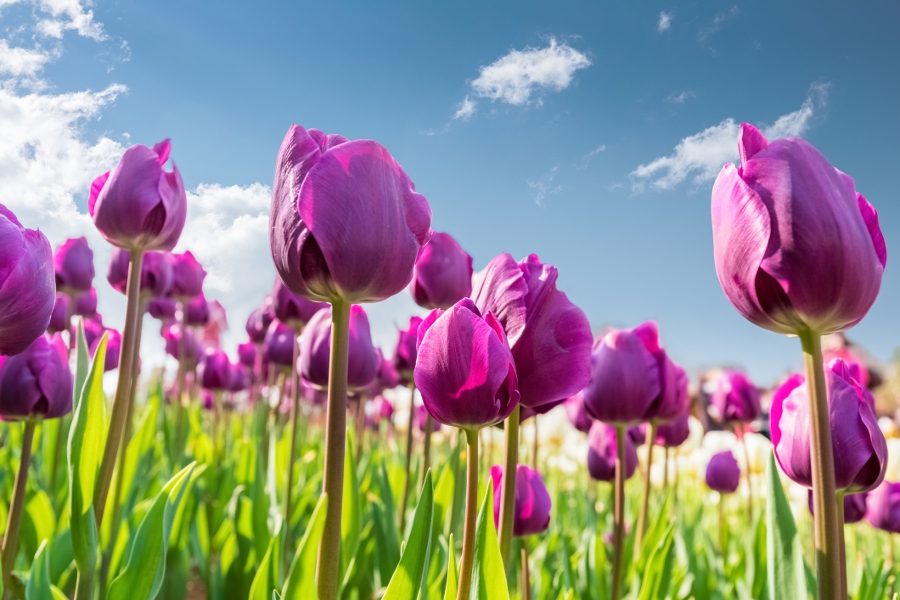 Top 6 Most Beautiful and Unique Tulip Types | Petal Talk