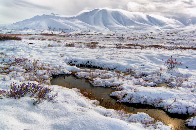 Fast Facts On Biomes In The Tundra | Sciencing