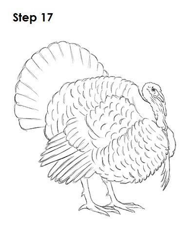 How to Draw a Turkey