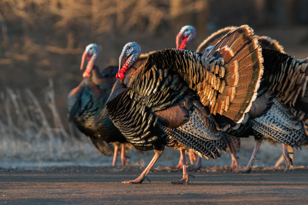 Gobble, gobble! The Comeback of Michigans Wild Turkey | Audubon ...