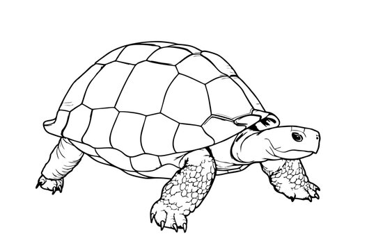 turtle clipart black and white