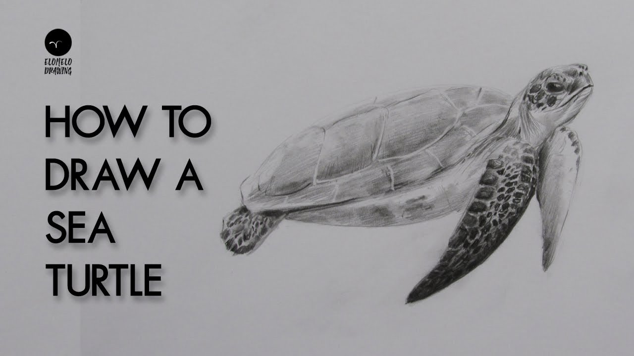 turtle drawing