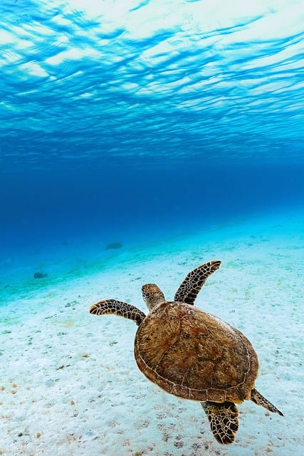100,000+ Free Green Turtle &amp; Turtle Images - Pixabay