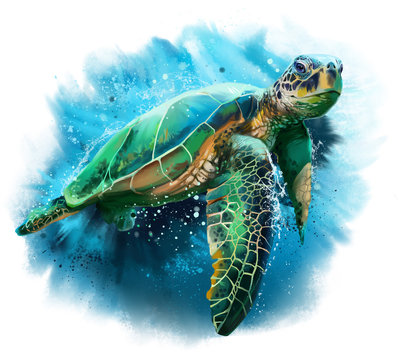 Sea Turtle Images – Browse 355,160 Stock Photos, Vectors, and ...
