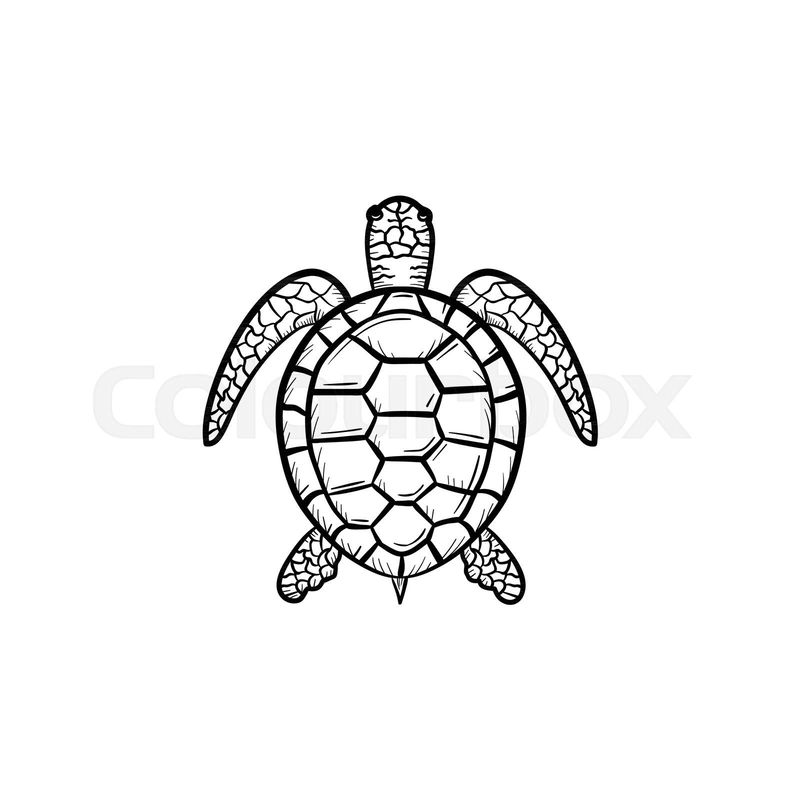 Vector hand drawn Turtle outline doodle icon. Turtle sketch ...